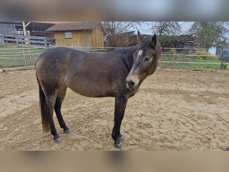 Quarter horse américain Jument 4 Ans 150 cm Buckskin in Hitzhofen