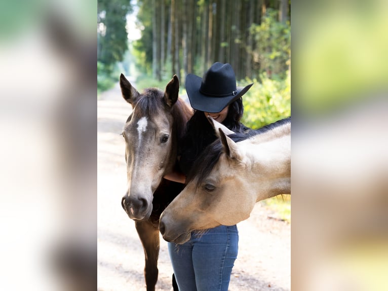 Quarter horse américain Jument 4 Ans 150 cm Buckskin in Hitzhofen
