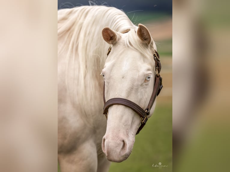 Quarter horse américain Jument 4 Ans 150 cm Cremello in Duingen