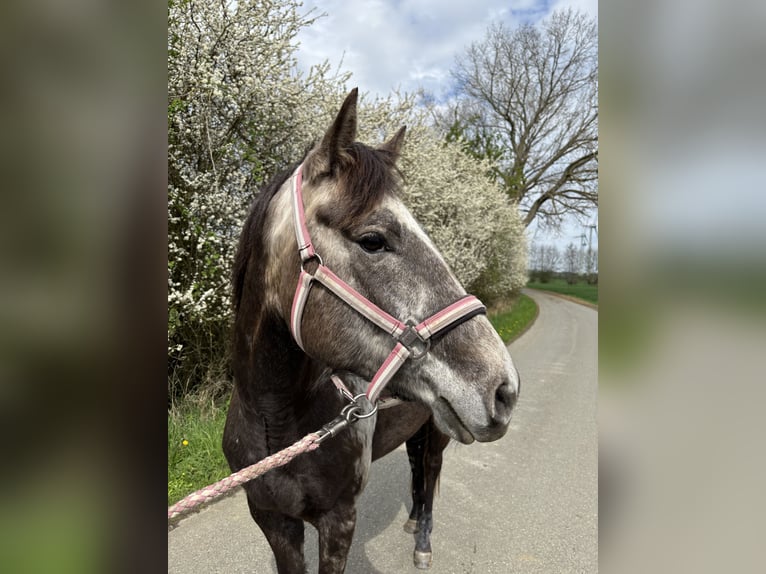 Quarter horse américain Jument 4 Ans 150 cm Gris in Neukirchen