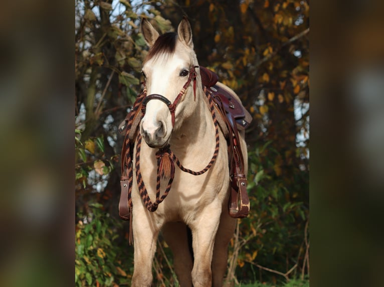 Quarter horse américain Croisé Jument 4 Ans 150 cm Isabelle in Oberhausen