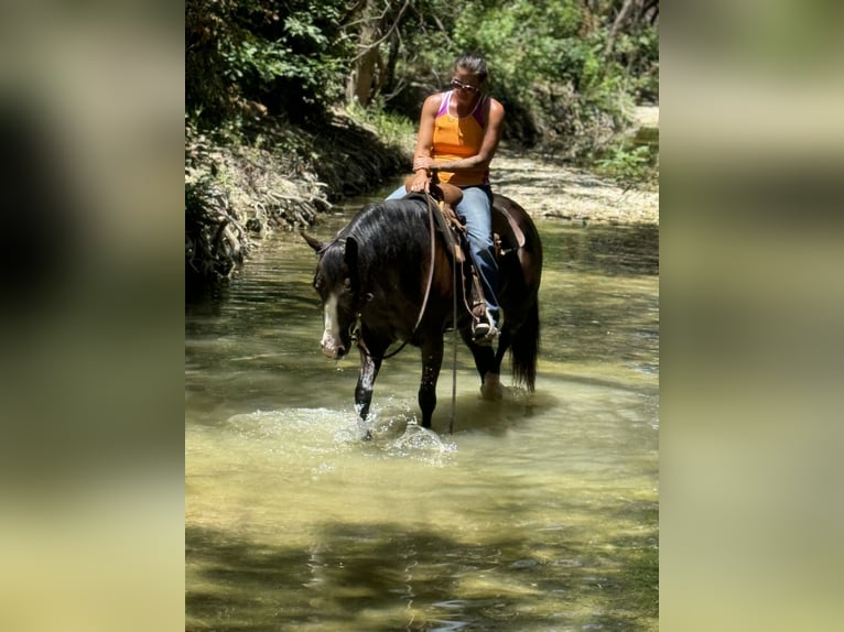 Quarter horse américain Jument 4 Ans 150 cm Noir in Guthrie, OK