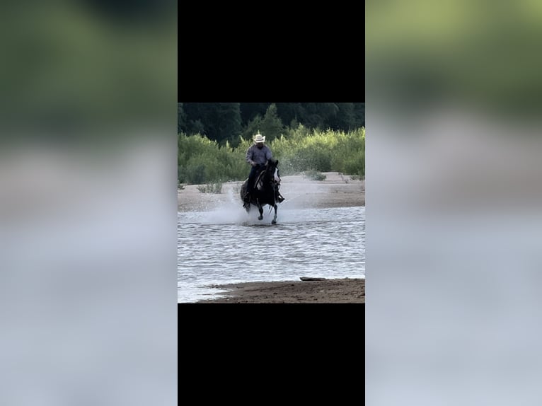 Quarter horse américain Jument 4 Ans 150 cm Noir in Guthrie, OK