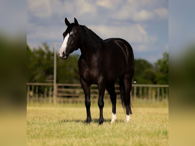 Quarter horse américain Jument 4 Ans 150 cm Noir in Guthrie, OK