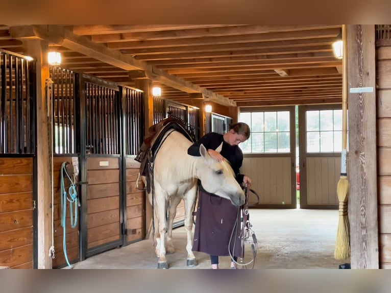 Quarter horse américain Jument 4 Ans 150 cm Palomino in New Holland