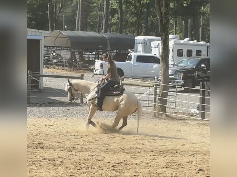 Quarter horse américain Jument 4 Ans 150 cm Palomino in New Holland Quarter horse américain Jument 4 Ans 150 cm Palomino in New Holland