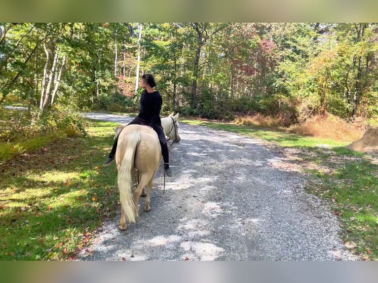 Quarter horse américain Jument 4 Ans 150 cm Palomino in New Holland Quarter horse américain Jument 4 Ans 150 cm Palomino in New Holland