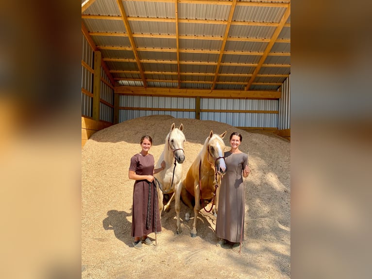 Quarter horse américain Jument 4 Ans 150 cm Palomino in New Holland Quarter horse américain Jument 4 Ans 150 cm Palomino in New Holland