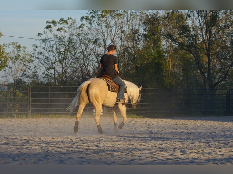 Quarter horse américain Jument 4 Ans 150 cm Palomino in New Holland Quarter horse américain Jument 4 Ans 150 cm Palomino in New Holland