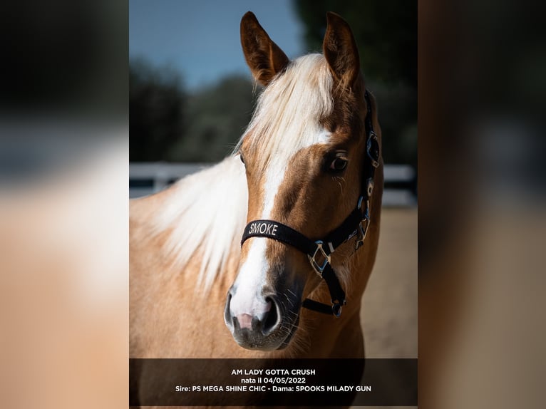 Quarter horse américain Jument 4 Ans 150 cm Palomino in Palombara sabina