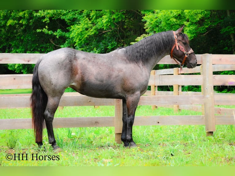 Quarter horse américain Jument 4 Ans 150 cm Rouan Bleu in Hillsboro, KY