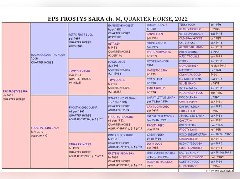 Quarter horse américain Jument 4 Ans 151 cm Alezan brûlé in Gschwend