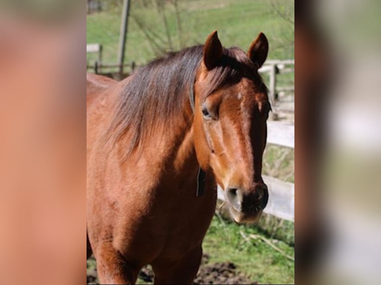 Quarter horse américain Jument 4 Ans 151 cm Alezan brûlé in Gschwend