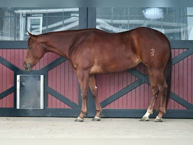 Quarter horse américain Jument 4 Ans 152 cm Alezan cuivré in Rebersburg