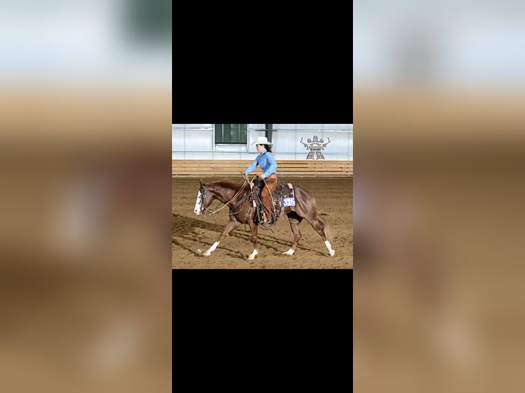 Quarter horse américain Jument 4 Ans 152 cm Alezan cuivré in Lenhartsville, PA