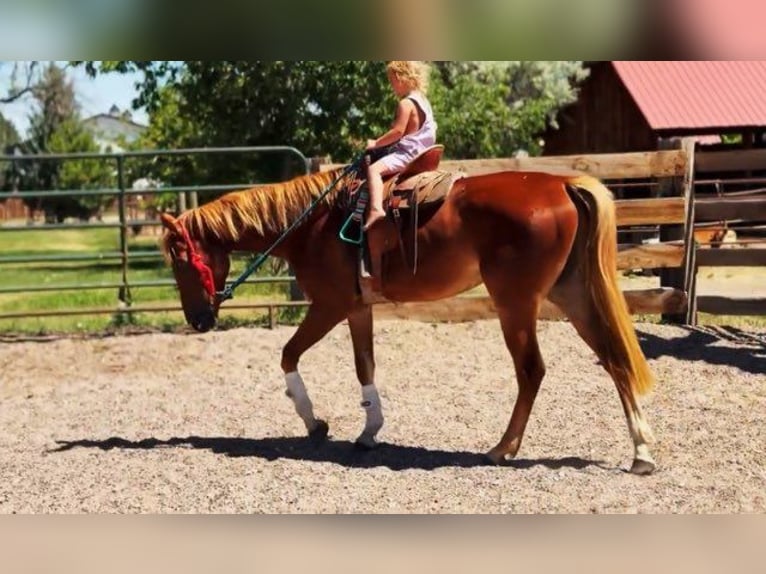 Quarter horse américain Croisé Jument 4 Ans 152 cm Alezan cuivré in Fort Collins