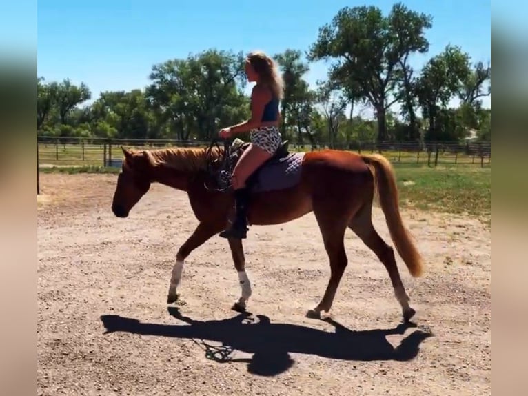 Quarter horse américain Croisé Jument 4 Ans 152 cm Alezan cuivré in Fort Collins