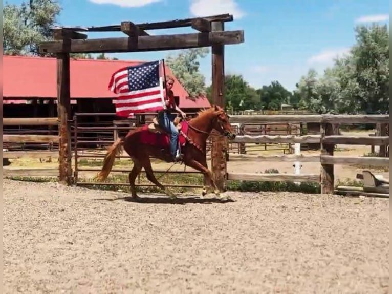 Quarter horse américain Croisé Jument 4 Ans 152 cm Alezan cuivré in Fort Collins