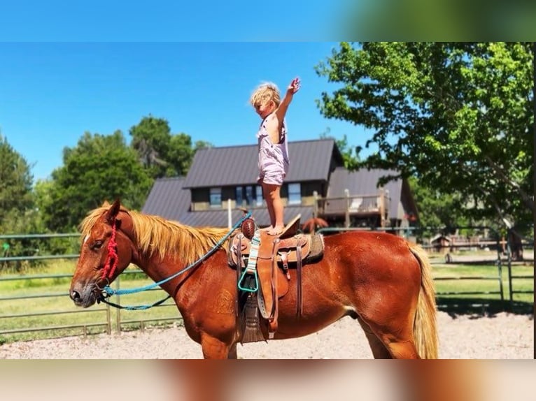 Quarter horse américain Croisé Jument 4 Ans 152 cm Alezan cuivré in Fort Collins