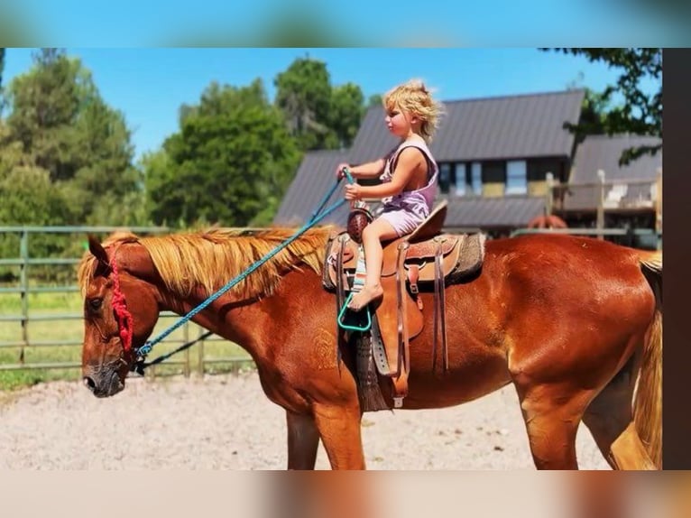 Quarter horse américain Croisé Jument 4 Ans 152 cm Alezan cuivré in Fort Collins