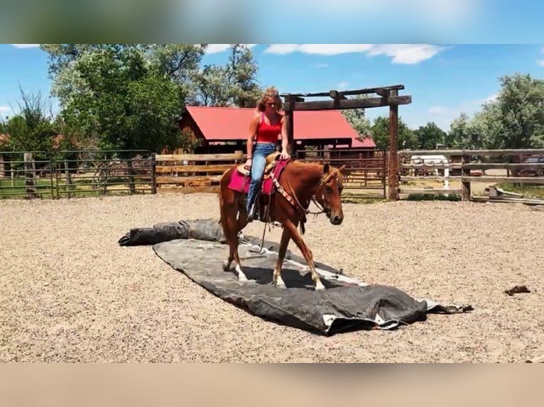 Quarter horse américain Croisé Jument 4 Ans 152 cm Alezan cuivré in Fort Collins
