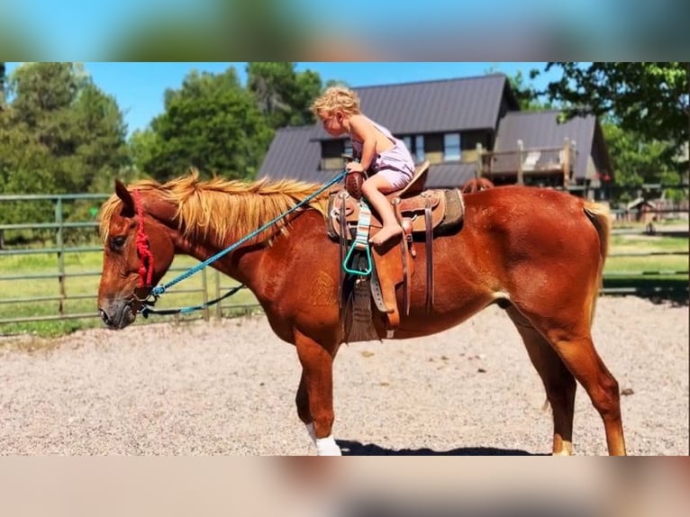 Quarter horse américain Croisé Jument 4 Ans 152 cm Alezan cuivré in Fort Collins