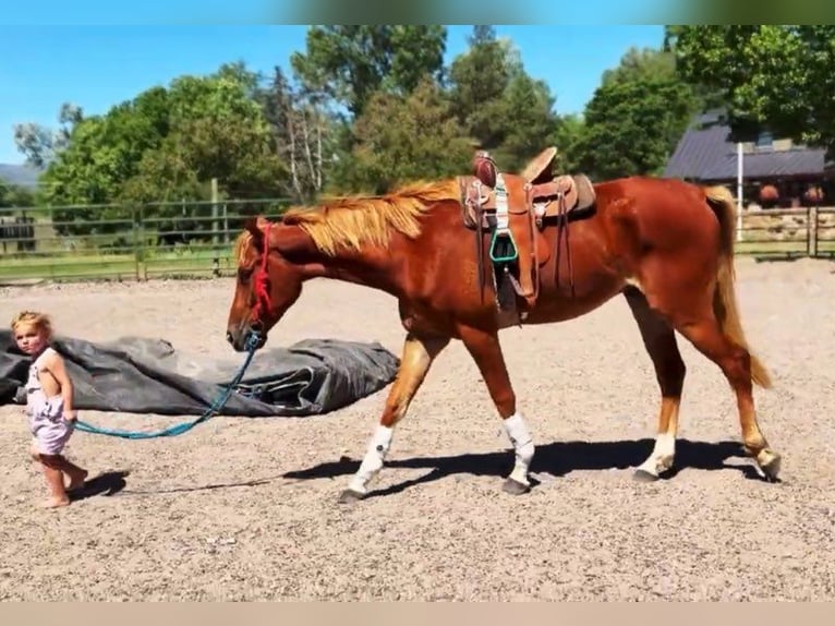 Quarter horse américain Croisé Jument 4 Ans 152 cm Alezan cuivré in Fort Collins