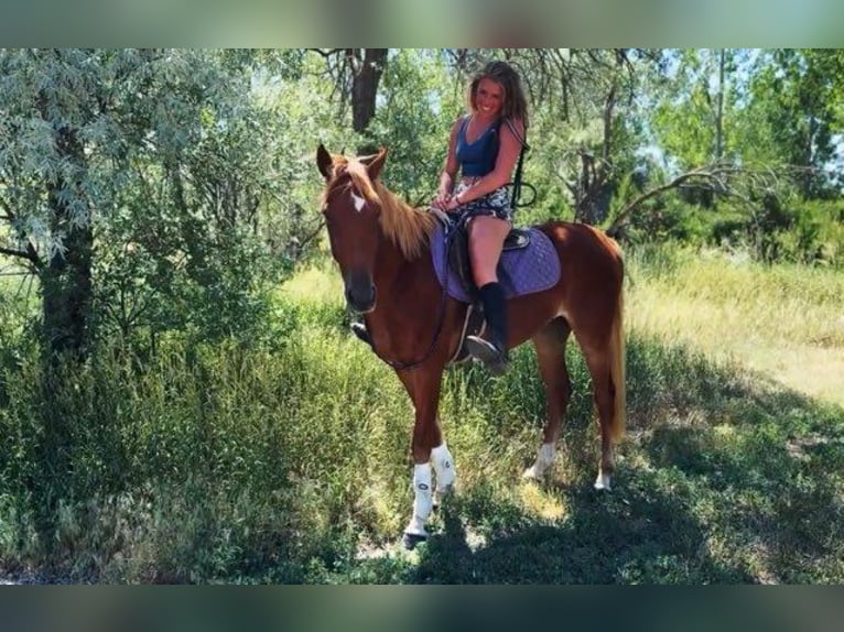Quarter horse américain Croisé Jument 4 Ans 152 cm Alezan cuivré in Fort Collins