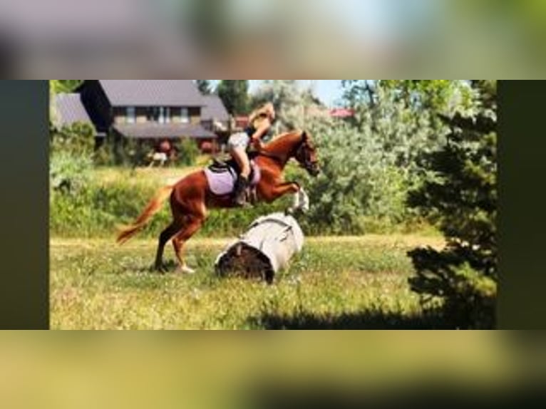 Quarter horse américain Croisé Jument 4 Ans 152 cm Alezan cuivré in Fort Collins