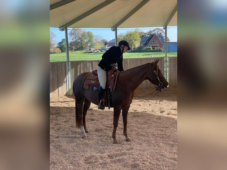 Quarter horse américain Jument 4 Ans 152 cm Alezan in Westermoor