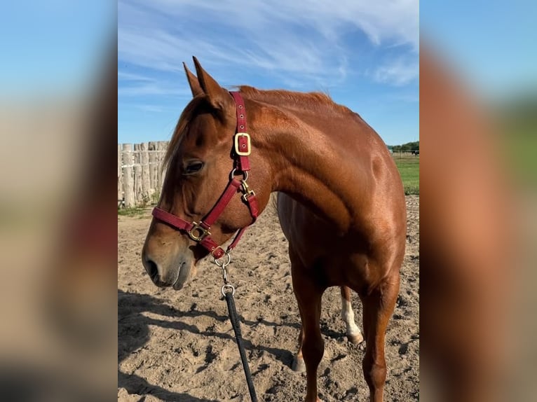 Quarter horse américain Jument 4 Ans 152 cm Alezan in Bad Segeberg