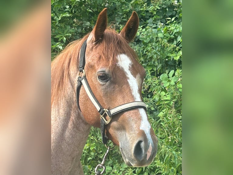 Quarter horse américain Jument 4 Ans 152 cm Aubère in Dobersdorf