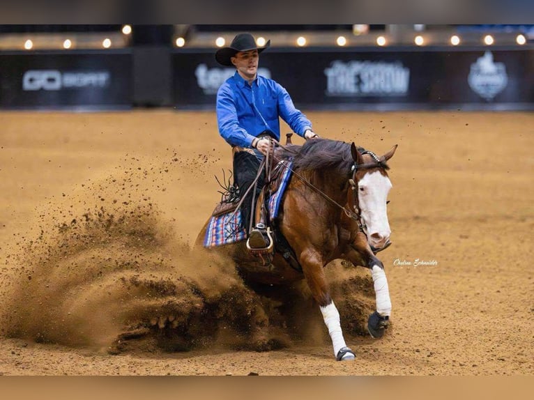 Quarter horse américain Jument 4 Ans 152 cm Bai cerise in Buffalo