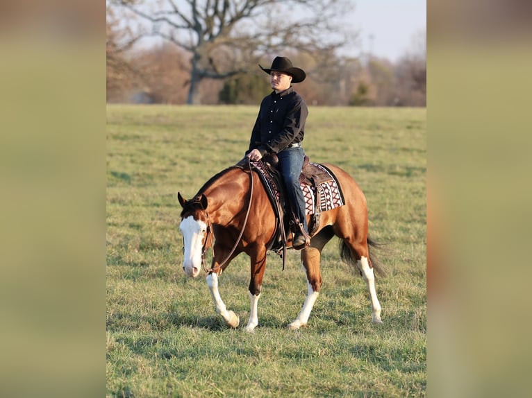 Quarter horse américain Jument 4 Ans 152 cm Bai cerise in Buffalo