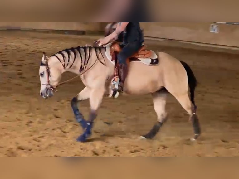 Quarter horse américain Jument 4 Ans 152 cm Buckskin in Buchenberg