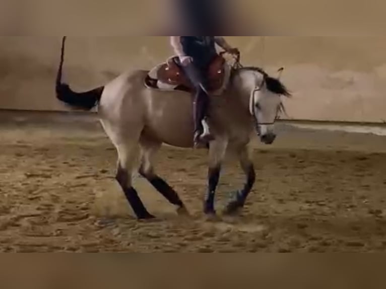 Quarter horse américain Jument 4 Ans 152 cm Buckskin in Buchenberg