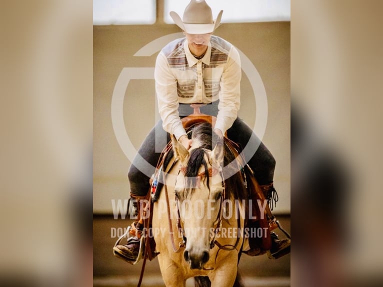 Quarter horse américain Jument 4 Ans 152 cm Buckskin in Buchenberg