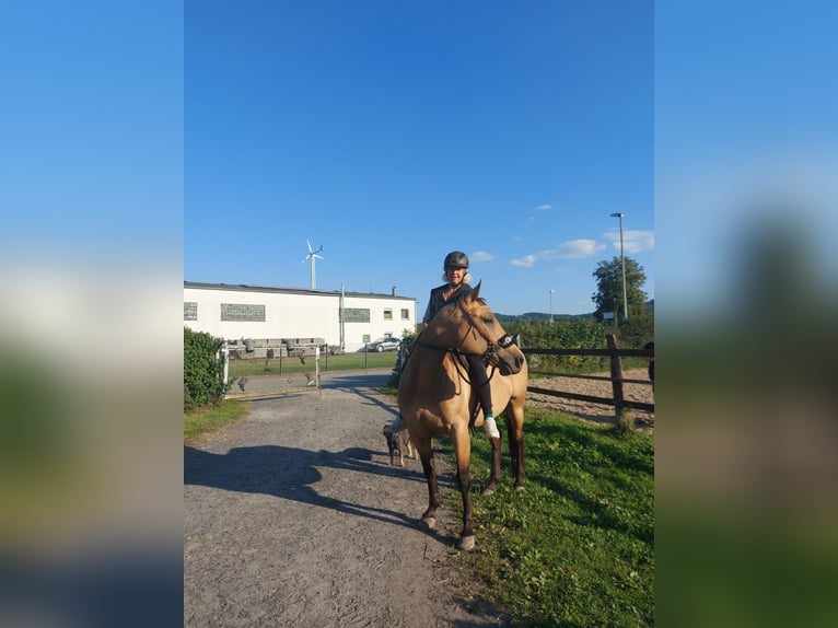 Quarter horse américain Jument 4 Ans 152 cm Buckskin in FröndenbergFröndenberg