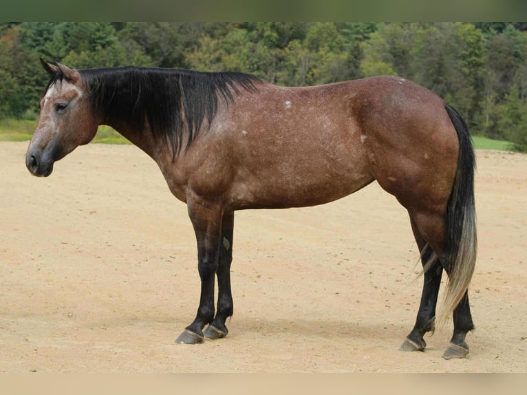 Quarter horse américain Jument 4 Ans 152 cm Gris noir in Beaver Springs