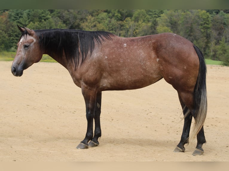 Quarter horse américain Jument 4 Ans 152 cm Gris noir in Beaver Springs