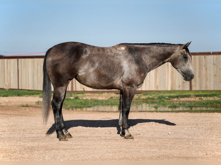 Quarter horse américain Jument 4 Ans 152 cm Gris in Amarillo