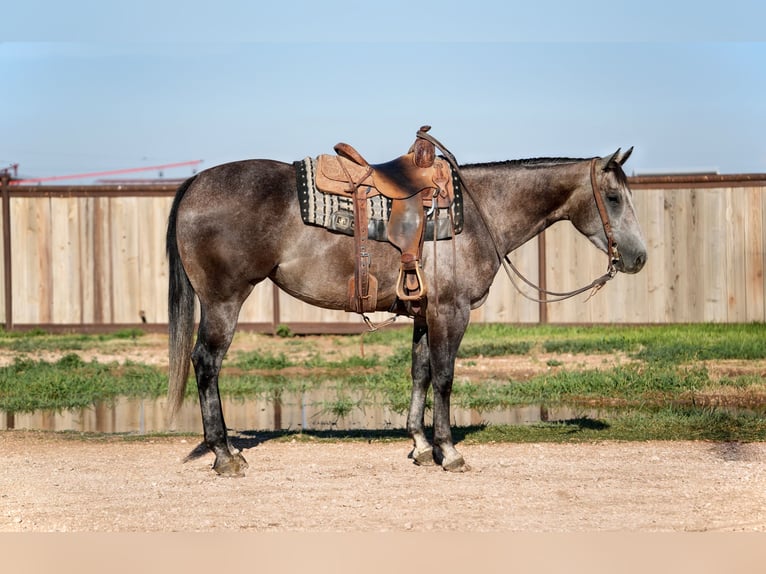 Quarter horse américain Jument 4 Ans 152 cm Gris in Amarillo
