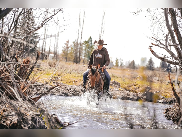 Quarter horse américain Jument 4 Ans 152 cm Isabelle in Saint Anthony