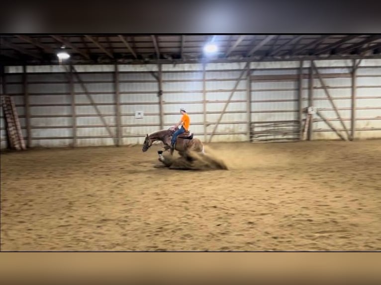 Quarter horse américain Jument 4 Ans 152 cm Palomino in Cheyenne