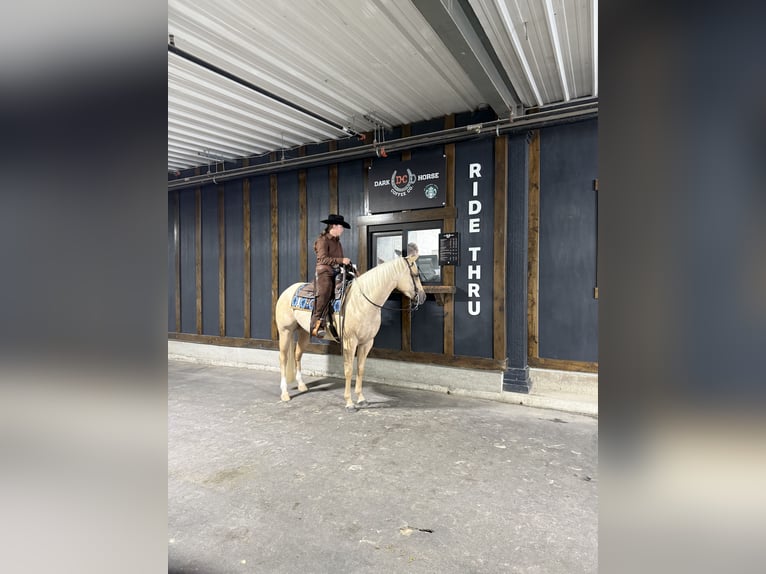 Quarter horse américain Jument 4 Ans 152 cm Palomino in Dewitt