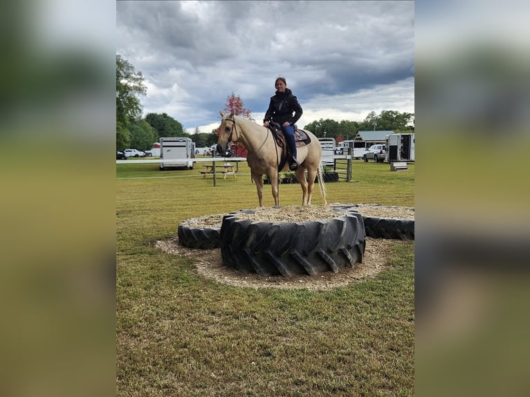 Quarter horse américain Jument 4 Ans 152 cm Palomino in Dewitt