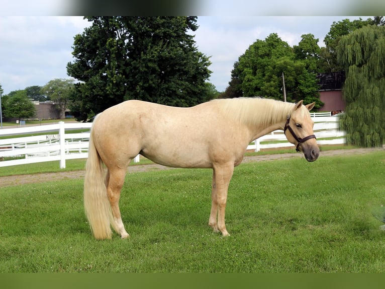 Quarter horse américain Jument 4 Ans 152 cm Palomino in Dewitt