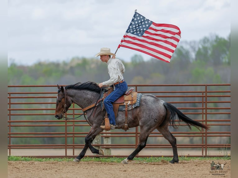 Quarter horse américain Jument 4 Ans 152 cm Roan-Bay in Auburn