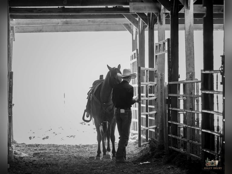 Quarter horse américain Jument 4 Ans 152 cm Roan-Bay in Auburn