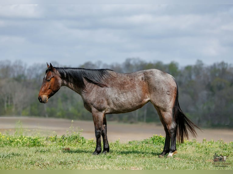 Quarter horse américain Jument 4 Ans 152 cm Roan-Bay in Auburn